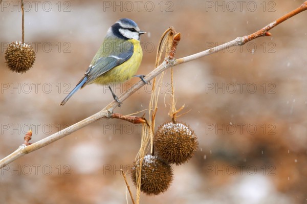 Eurasian Blue Tit (Cyanistes caeruleus), Baden-Wuerttemberg, Germany