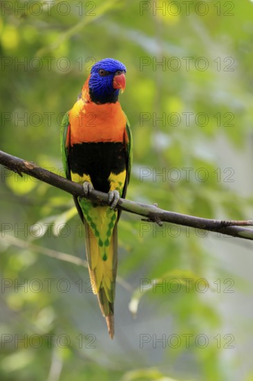 Red-naped Lorikeet (Trichoglossus rubritorquis), Darwin All-coloured Lorikeet, adult, on tree, alert, Australia