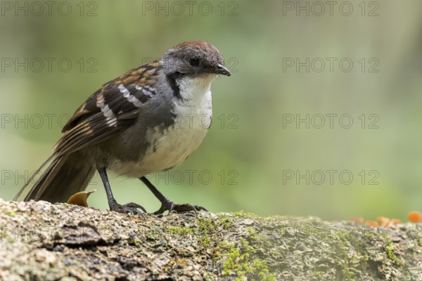 Australian Logrunner (Orthonyx temminckii) perched on a log in eastern Australia
