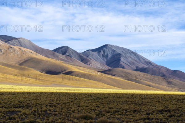 Panoramic image of the La Puna region in the Argentinian highlands, showcasing the vast grassy landscapes against the backdrop of the Andean montane