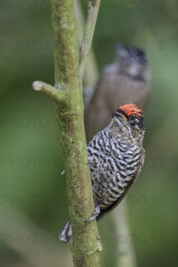 White-barred Piculet (Picumnus cirratus) perched on a branch in the Atlantic rainforest of southeast Brazil