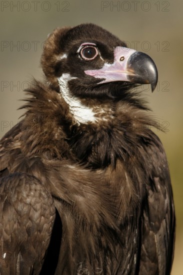 Cinereous Vulture (Aegypius monachus) portrait, Castile and Leon, Spain