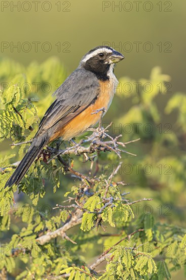 Orinoco Saltator (Saltator orenocensis) perched on a branch in Colombia, South America