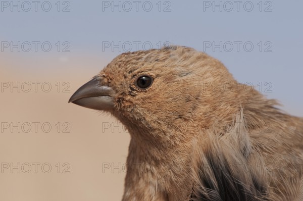 Sinai Rosefinch (Carpodacus synoicus) female, Eilat, Israel