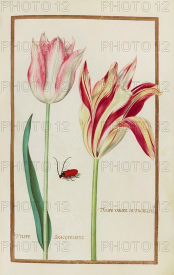 Tulips, Historical, digitally enhanced reproduction from Theatrum florae (1624) by Daniel Rabel (1578 - 1637)