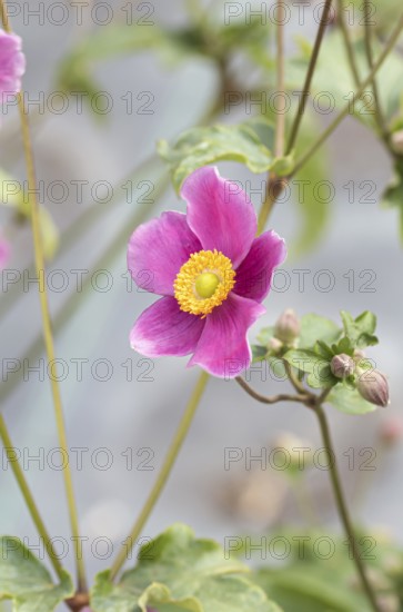 Autumn anemone (Anemone hupehensis 'Splendens')