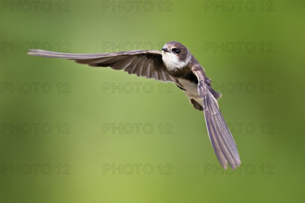 Sand martin (Riparia riparia), in flight, Reussegg nature reserve, Canton Aargau, Switzerland