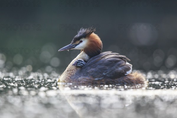 Great Crested Grebe (Podiceps cristatus) with chick, North Rhine-Westphalia, Germany