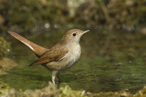 Common Nightingale (Luscinia megarhynchos) at a waterhole, Liguria, Italy