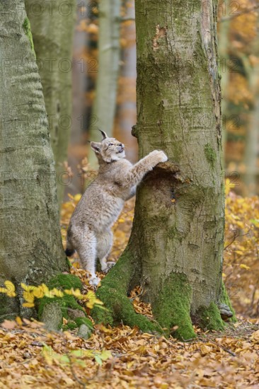 Eurasian lynx (Lynx lynx), climbing on tree trunk in autumn