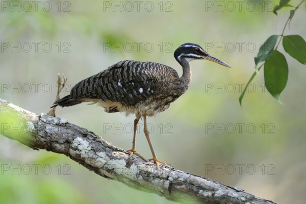 Sunbittern (Eurypyga helias), Pantanal, Brazil