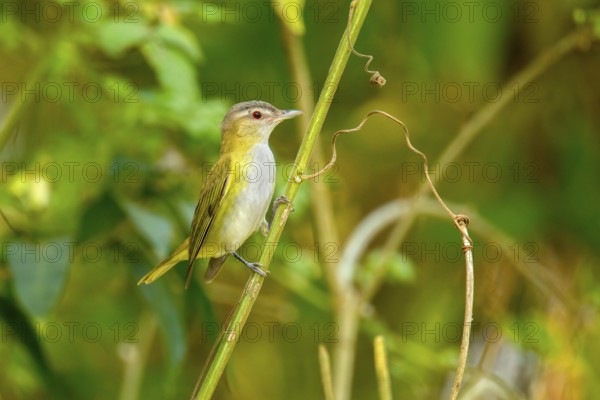 Yellow-green Vireo Vireo flavoviridis El Tuito, Jalisco, Mexico 10 June Adult Vireonidae