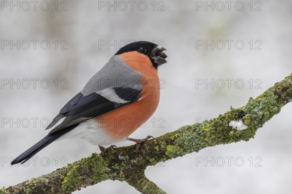 Eurasian Bullfinch (Pyrrhula pyrrhula) male perched on a branch, Lower Saxony, Germany