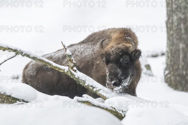 European bison (Bison bonasus) or Wisent standing on a meadow next to the forest in winter, snow, Bavaria, Germany