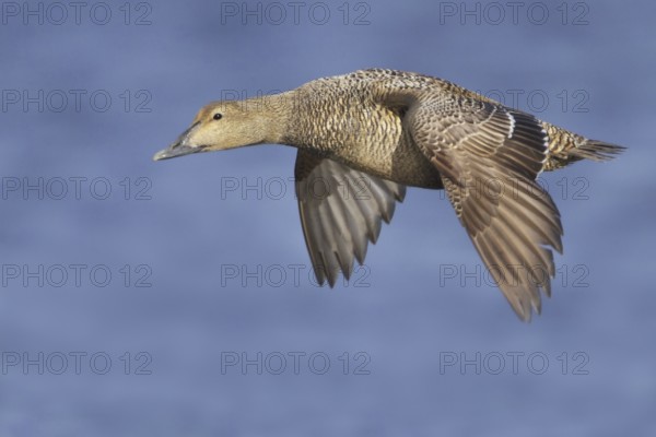 Common Eider (Somateria mollissima) female flying, Manitoba, Canada