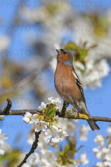 Common chaffinch (Fringilla coelebs), Bad D¸rkheim district, Wachenheim an der Weinstra?e, Rhineland-Palatinate, Germany