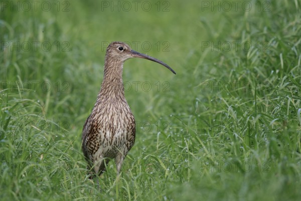 Eurasian Curlew (Numenius arquata) female, North Rhine-Westpalia, Germany