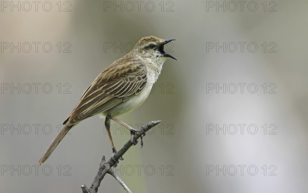 Rufous Songlark (Megalurus mathewsi) singing, Victoria, Australia