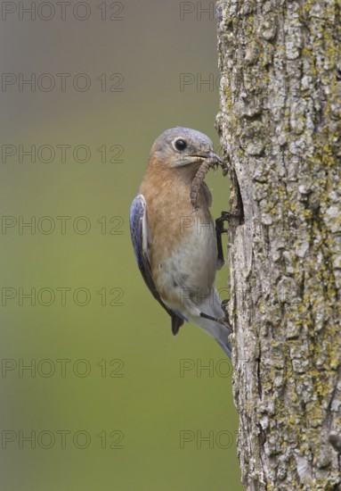 Eastern Bluebird (Sialia sialis) female, Ohio, USA