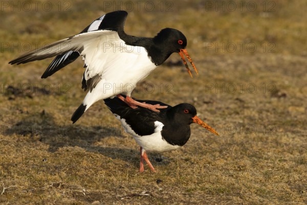 Eurasian Oystercatcher (Haematopus ostralegus) pair mating, Smaland, Sweden