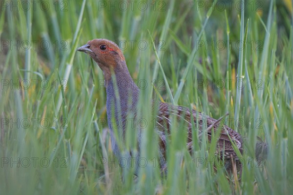Grey Partridge (Perdix perdix), Ungarn