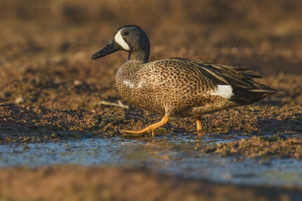 Blue-winged Teal (Spatula discors) male, Arizona, USA
