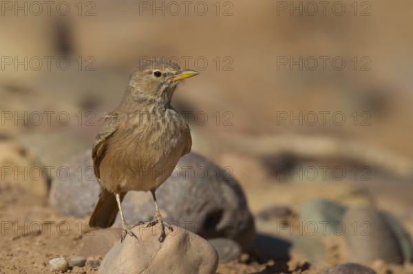 Desert Lark - Steinlerche - Ammomanes deserti ssp. payni, Morocco