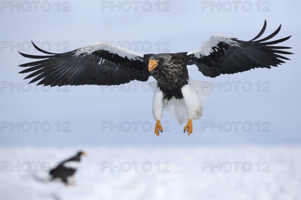 Steller's Sea Eagle (Haliaeetus pelagicus) flying, Hokkaido, Japan