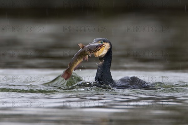 Great Cormorant (Phalacrocorax carbo), Saxony-Anhalt, Germany