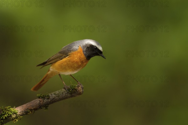 Common Redstart (Phoenicurus phoenicurus) male, Utrecht, Netherlands