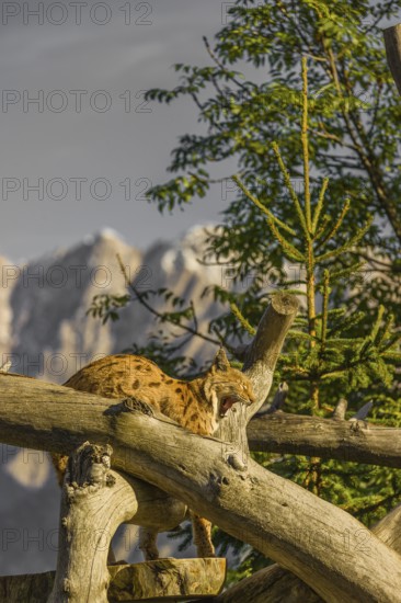 One Eurasian lynx, (Lynx lynx), doing some stretching high up on a dead tree. Side view with mountains in the background