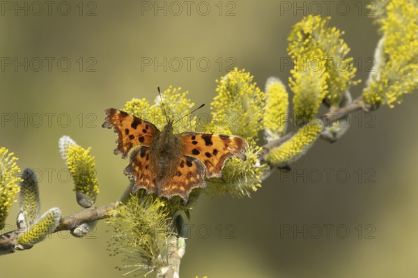 Comma butterfly (Polygonia c-album) adult insect feeding on Goat willow (Salix caprea) blossom flowers in spring, Herefordshire, England, United Kingdom