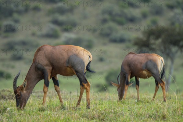 A serene scene in the savannah featuring two Topi antelopes grazing on fresh green grass, with rolling hills and sparse trees in the background, illustrating the tranquil life in their natural habitat