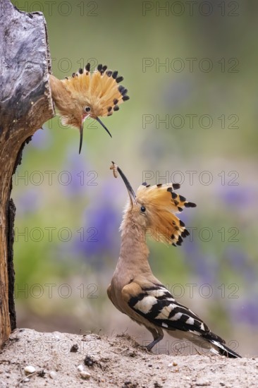 Eurasian Hoopoe (Upupa epops) feeding chick in breeding cavity, Saxony-Anhalt, Germany