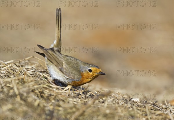 European Robin (Erithacus rubecula) perched on the ground, Aosta Valley, Italy