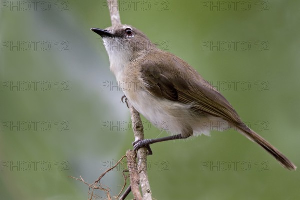 Large-billed Gerygone (Gerygone magnirostris), Northern Territory, Australia
