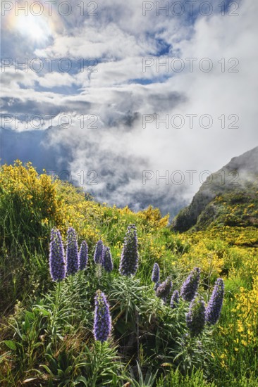 Madeira landscape with flowers Pride of Madeira flowers and blooming Cytisus shrubs and mountains in clouds. Miradouros do Paredao, Madeira island, Portugal