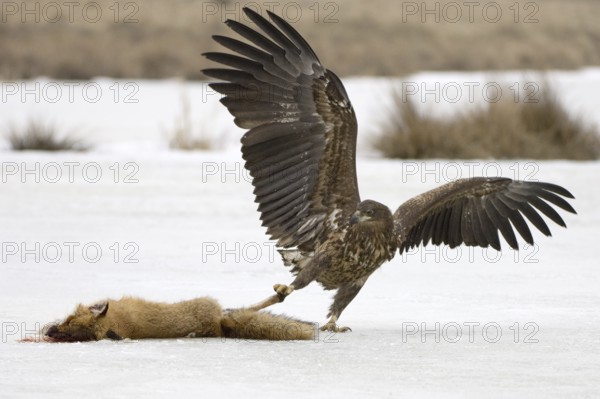 White-tailed Eagle (Haliaeetus albicilla) juvenile, Mecklenburg-Western Pomerania, Germany