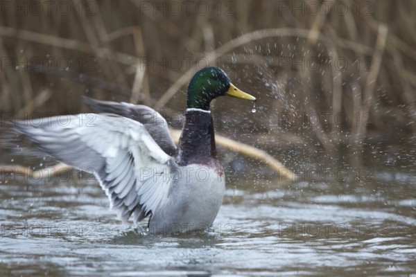 Mallard (Anas platyrhynchos) male flapping, Mecklenburg-Western Pomerania, Germany