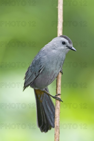 Gray Catbird Dumetella carolinensis West Lafayette, Indiana, United States 26 May Adult Mimidae