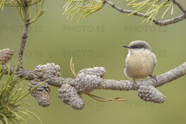Pygmy Nuthatch (Sitta pygmaea) perched on a conifer branch, Colorado, USA