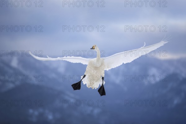 Whooper Swan (Cygnus cygnus) flying, Hokkaido, Japan
