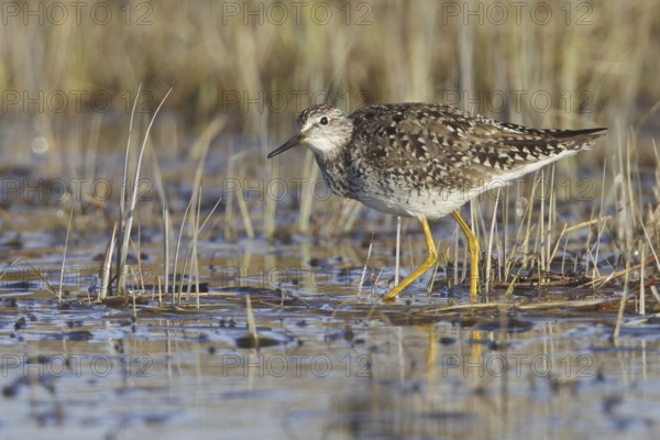 Lesser Yellowlegs (Tringa flavipes), Manitoba, Canada