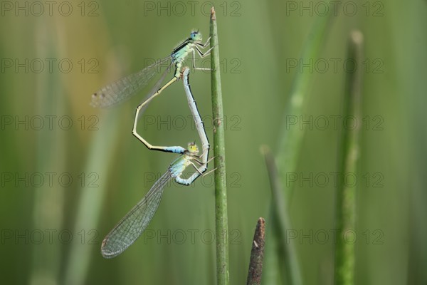 Two dragonflies are captured in a moment of mating on a green reed, set against the lush backdrop of the wetlands in puebla de belena, Guadalajara, Spain