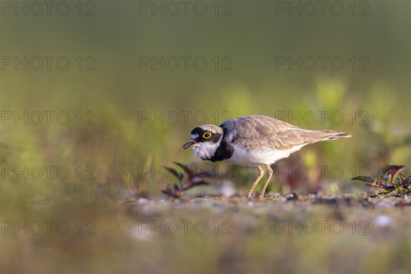 Little Ringed Plover (Charadrius dubius) male, North Rhine-Westphalia, Germany