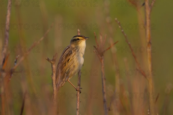 Aquatic Warbler (Acrocephalus paludicola), Poland