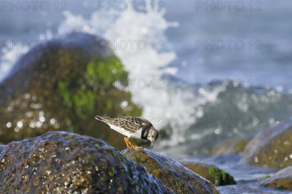 Ruddy Turnstone (Arenaria interpres) juvenile, Mecklenburg-Western Pomerania, Germany
