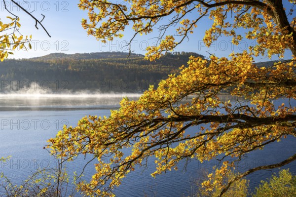 Autumn forest at Innerstestausee in the Harz Mountains, Innerstestausee, Goslar, Lower Saxony, Germany