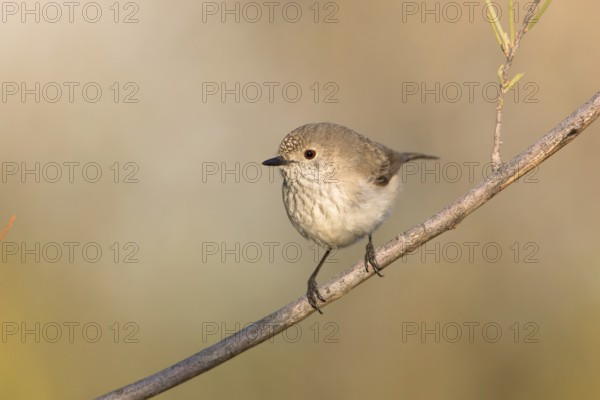 Inland Thornbill (Acanthiza apicalis), Northern Territory, Australia