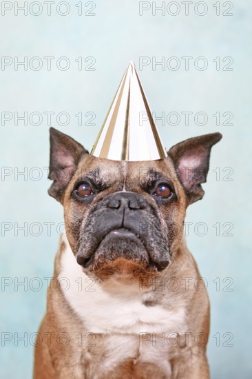Fawn French Bulldog dog with birthday party hat in front of light blue studio background
